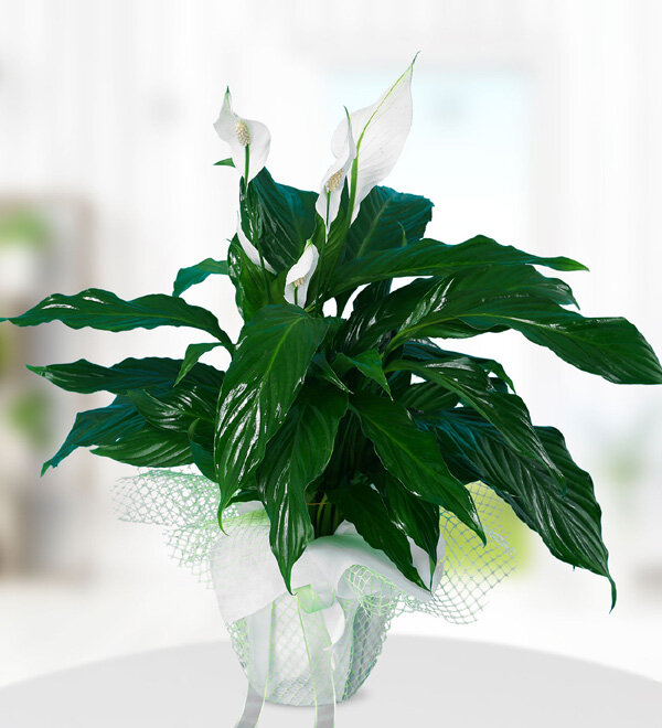 Beyaz Spatifilyum Çiçeği